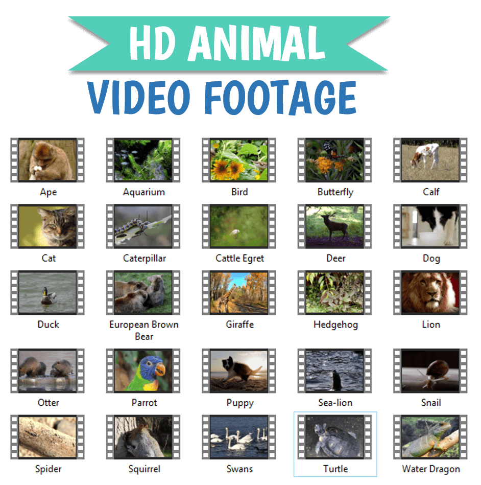 Animal Footage