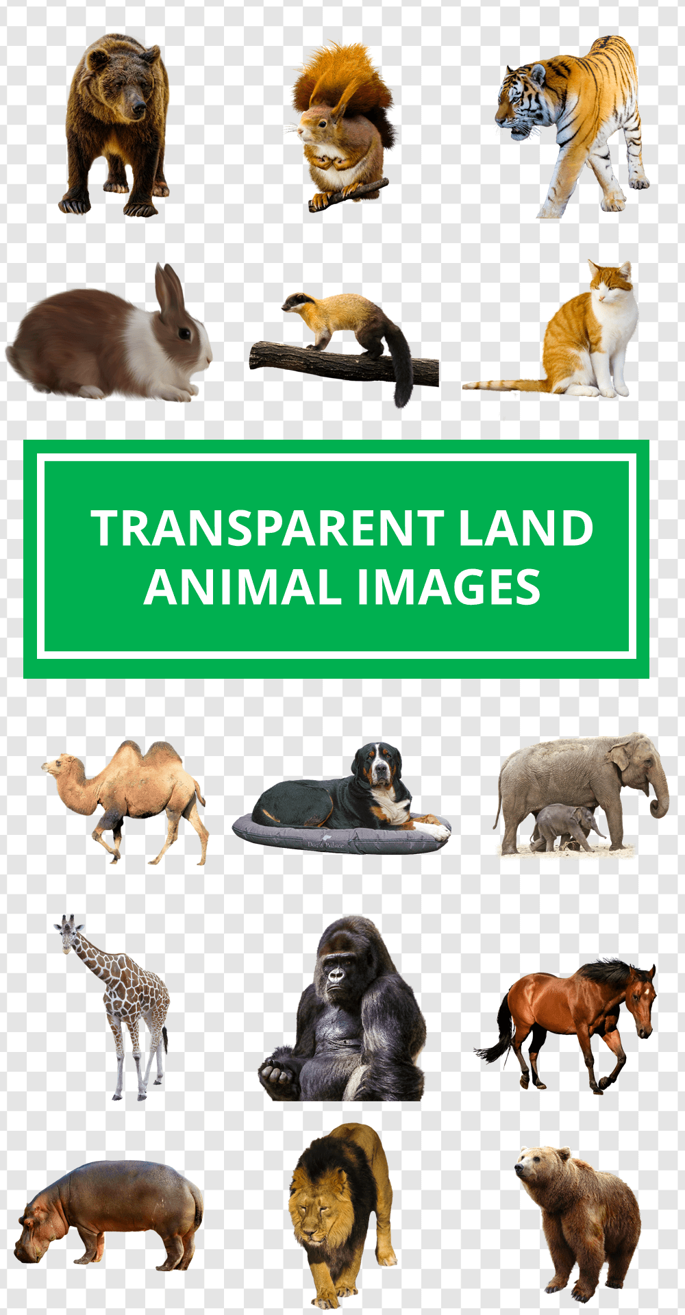 Land Animals