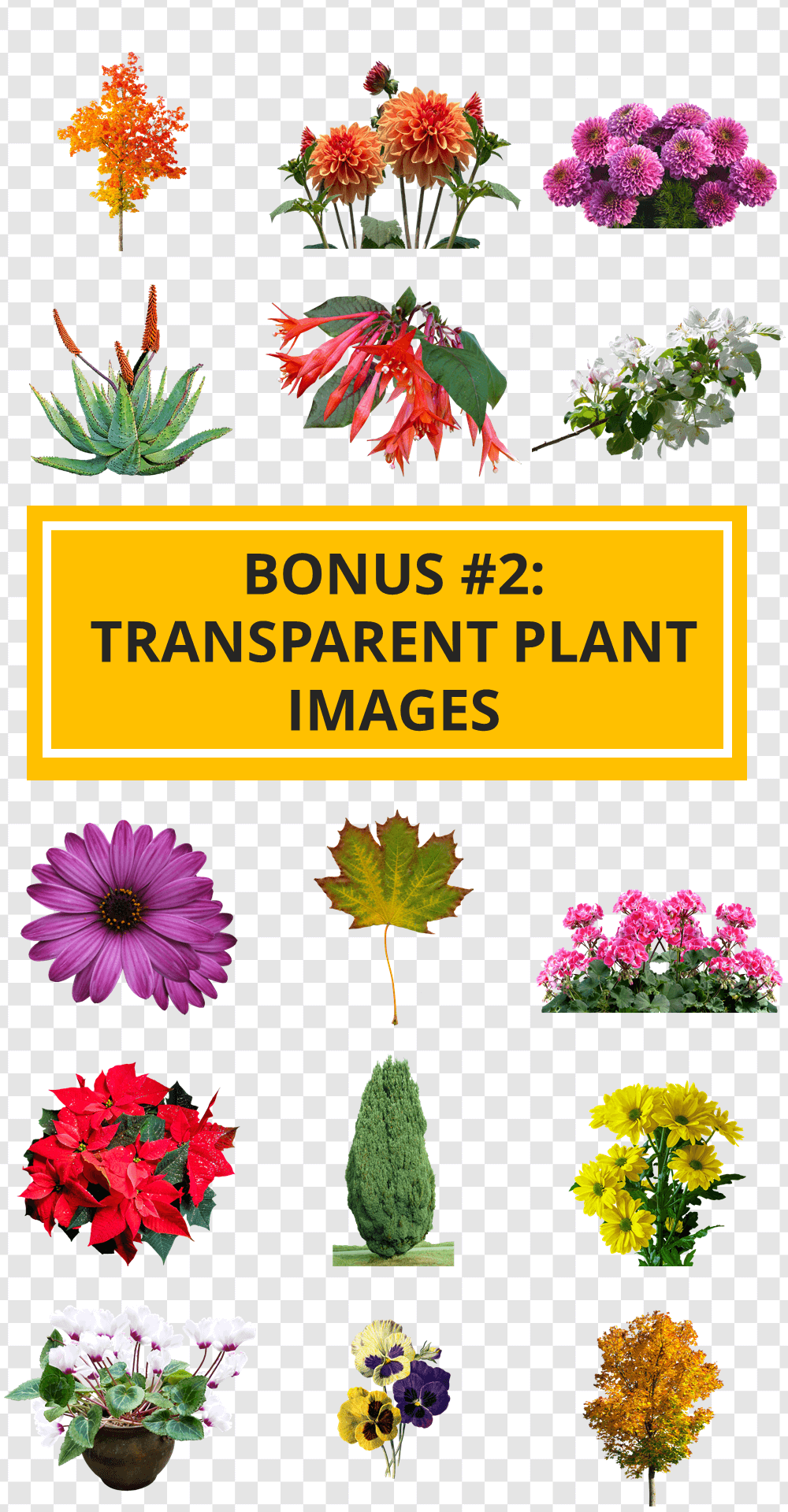 Plant Images